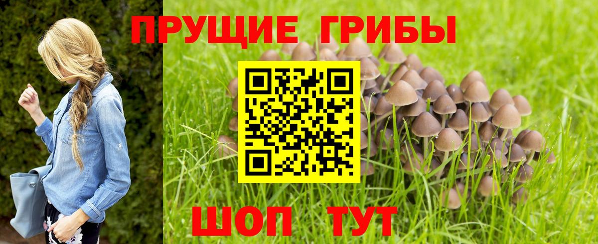 Галлюциногенные грибы Magic Shrooms  Вход с VPN  Москва  Псилоцибиновые грибы GOLDEN TEACHER 